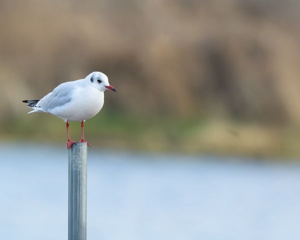 ユリカモメ
