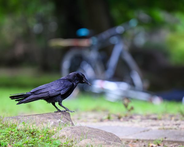 カラス