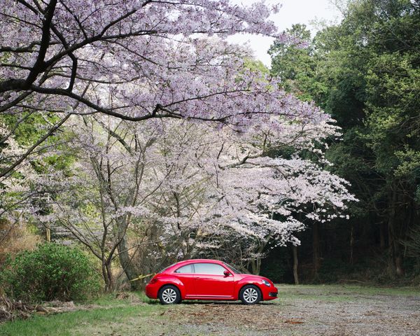 車と桜